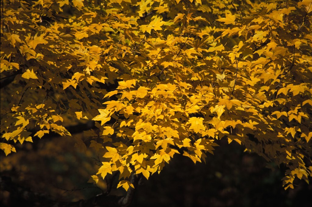 Acer miyabei 'Morton'