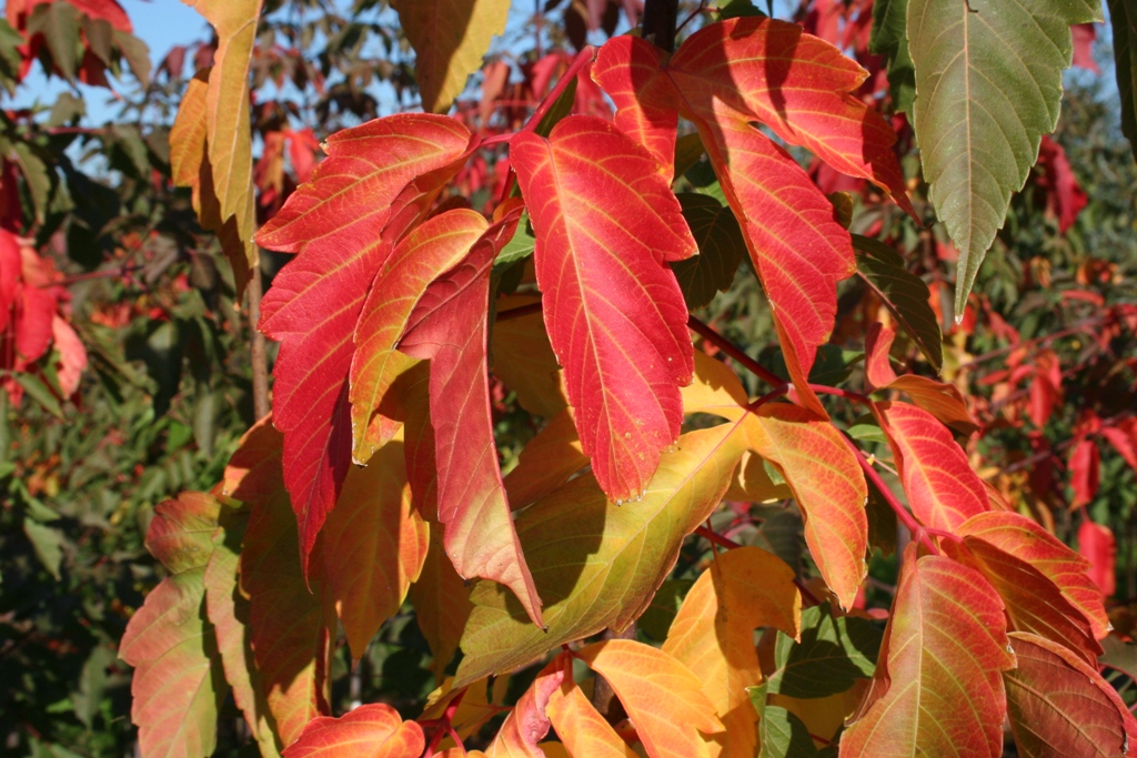 Acer negundo 'Sensation'