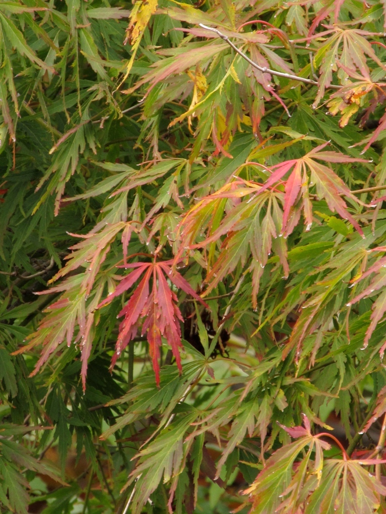 Acer palmatum var. dissectum 'Contorta'