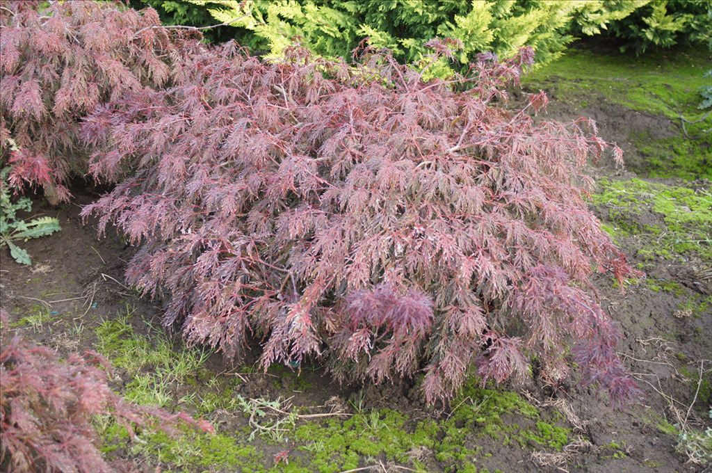 Acer palmatum var. dissectum 'Red Select'