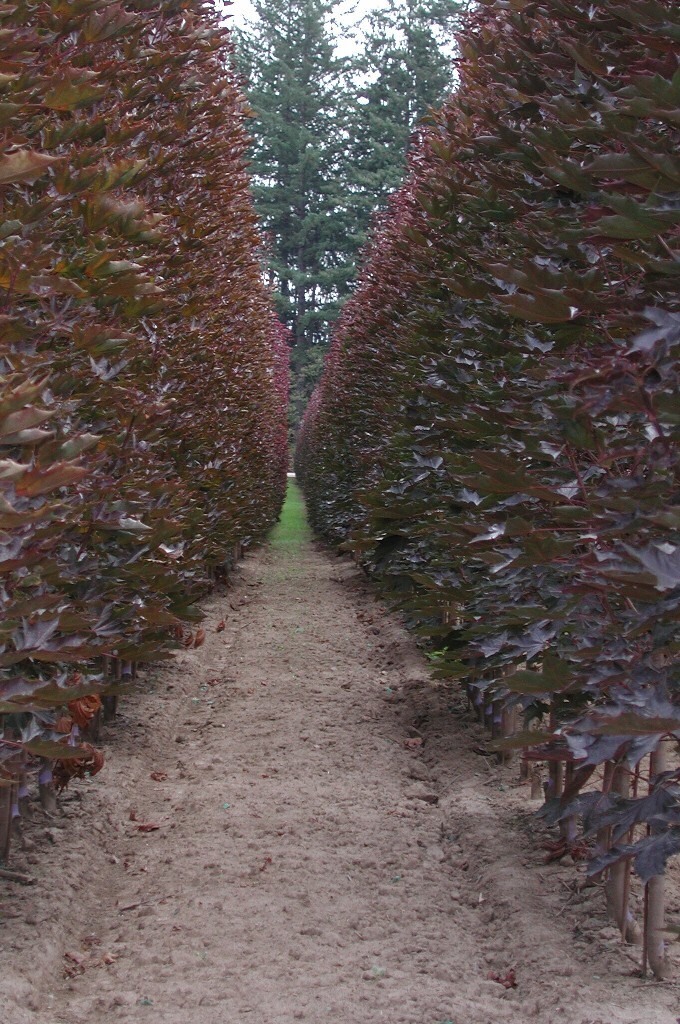 Acer platanoides 'Crimson Sentry'