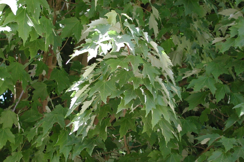 Acer rubrum 'Karpick'
