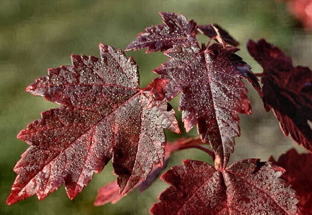Acer rubrum 'Sun Valley'