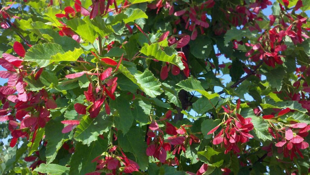 Acer tataricum 'GarAnn' PP15023