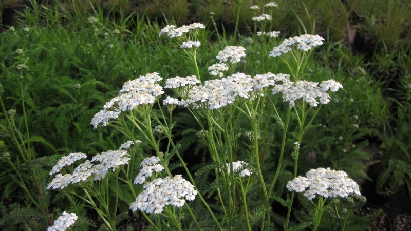 Achillea millefolium (Common Yarrow)