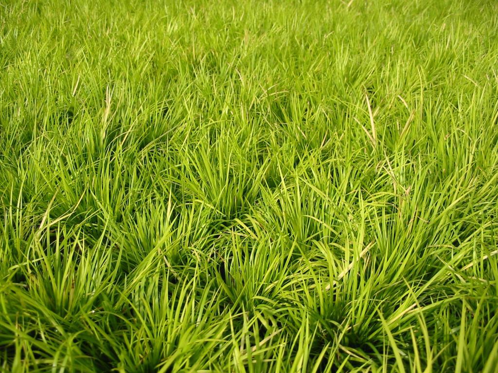 Acorus g. Minimus Aureus