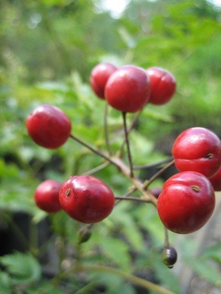 Actaea rubra