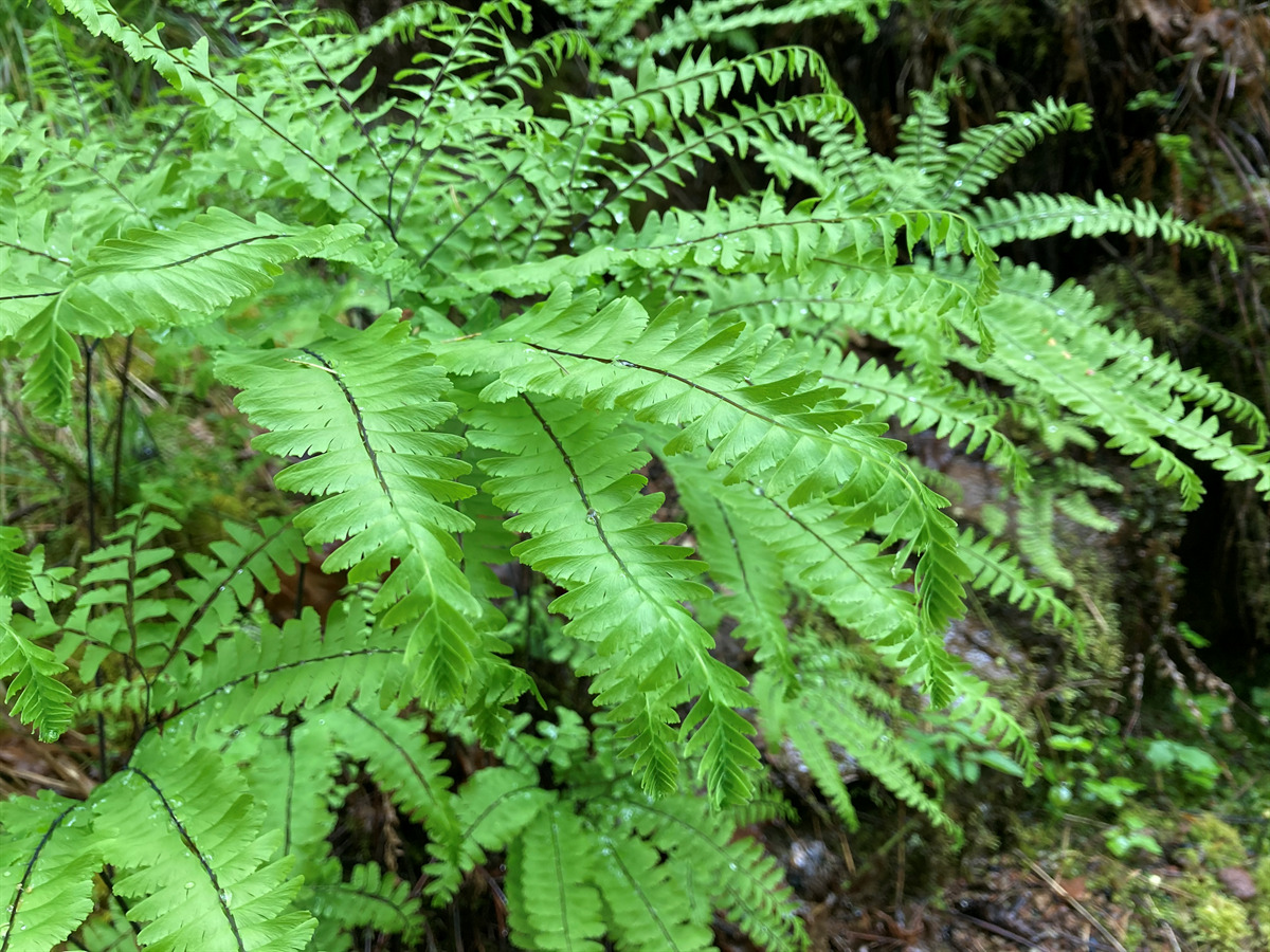 Adiantum pedatum (Five-fingered or American Maidenhair Fern)