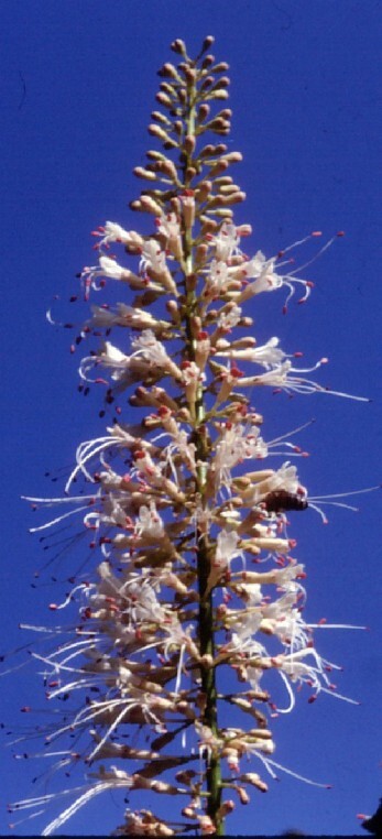 Aesculus parviflora