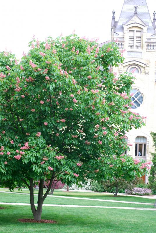 Aesculus x carnea 'Briotii'