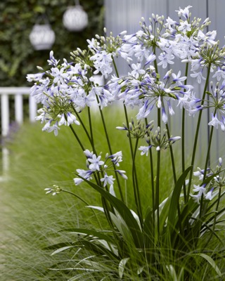 Agapanthus Twister