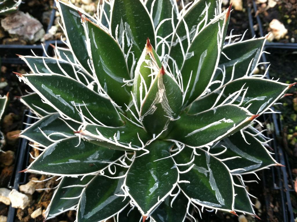 Agave schidigera 'Black Widow'