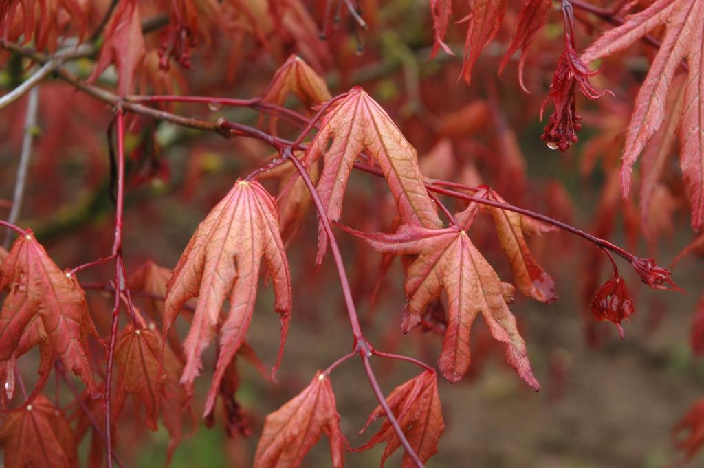 Acer palmatum 'Aka shigitatsu sawa'