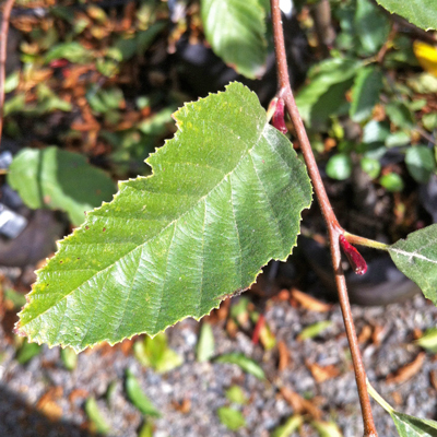 Alnus rubra
