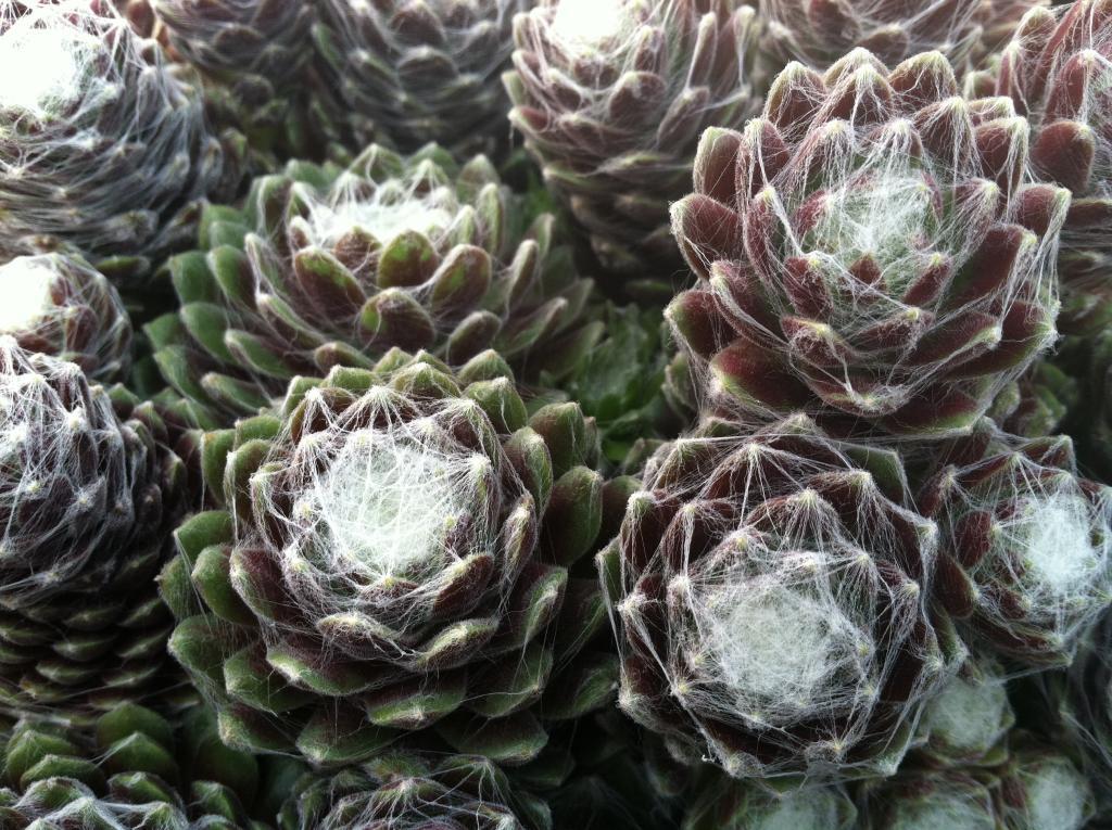 Sempervivum 'Red Cobweb'