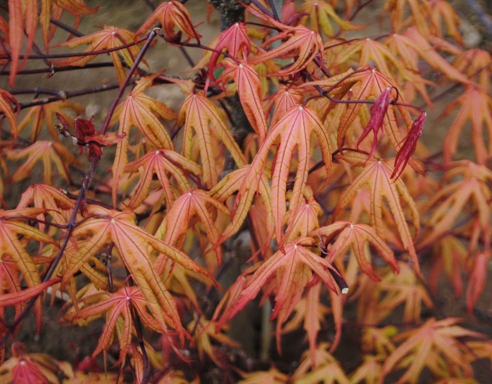 Acer palmatum 'Amber Ghost'