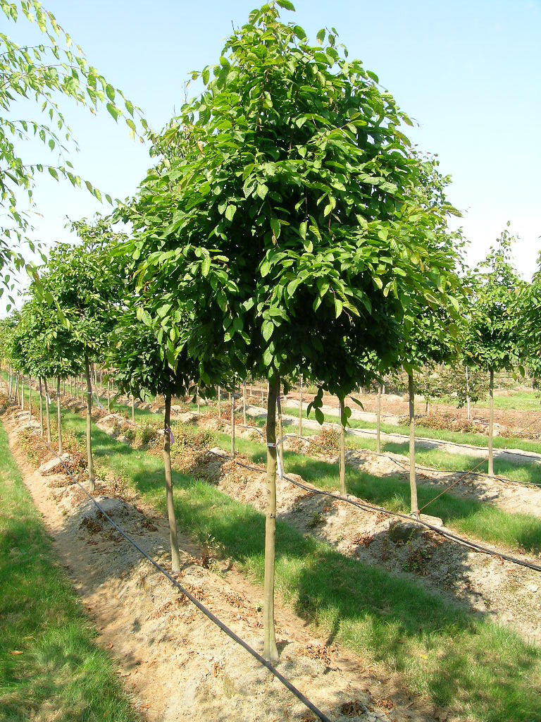 Carpinus caroliniana