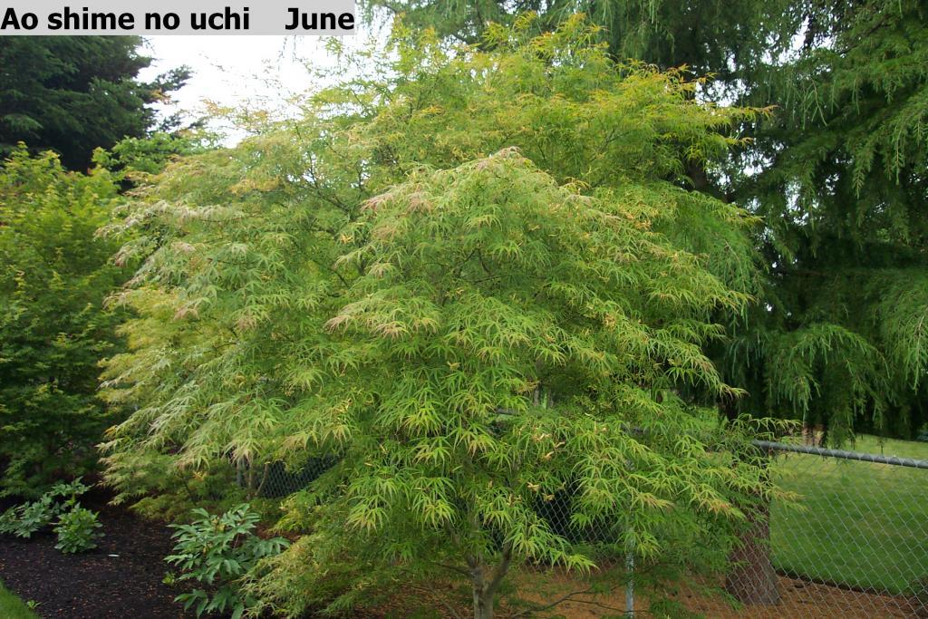 Acer palmatum 'Aoshime no uchi'
