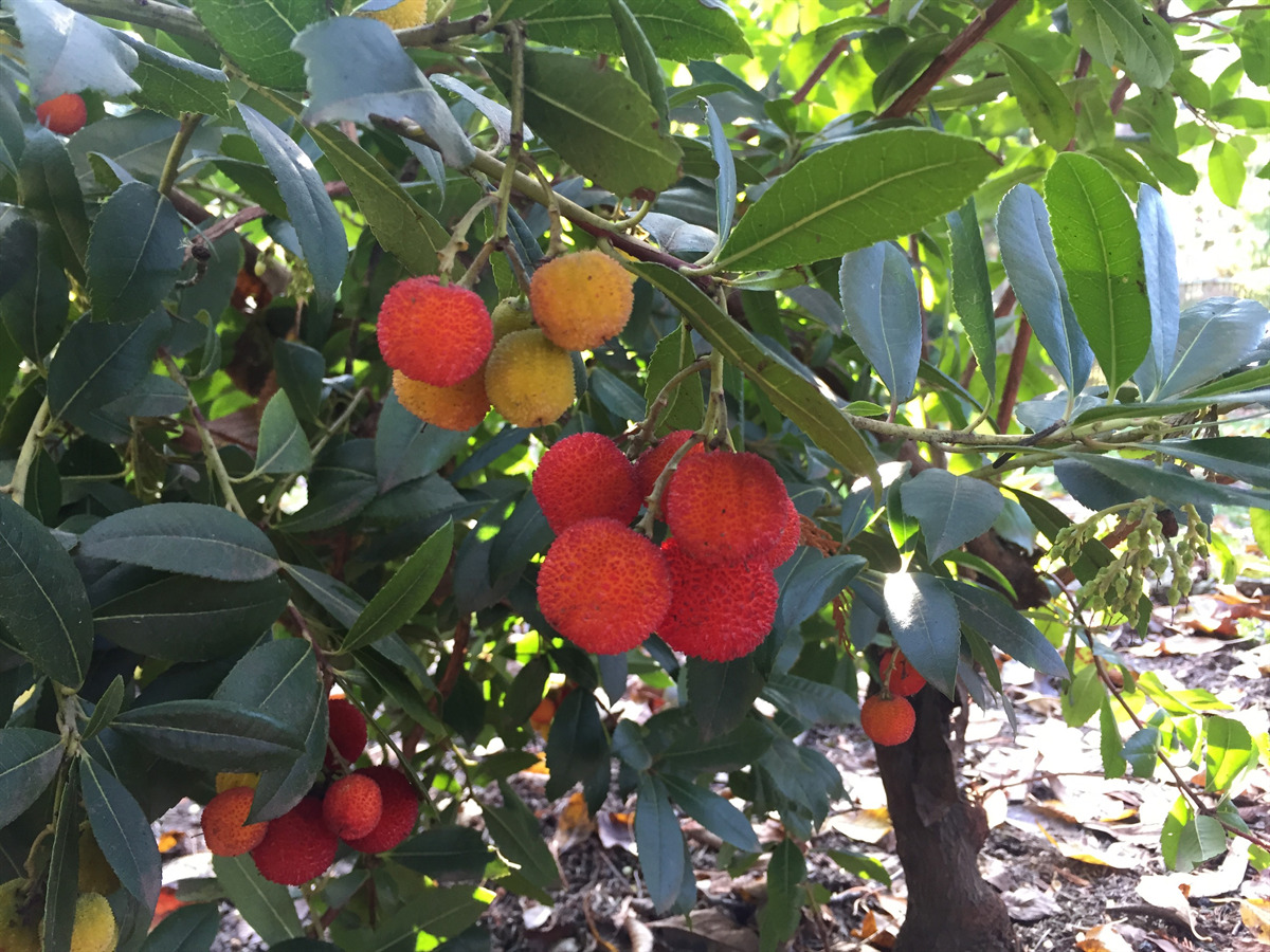 Eshraghi Nursery - Arbutus unedo 'Compacta' (Dwarf Strawberry Tree)
