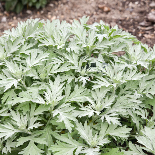 Silver Lining White Sagebrush