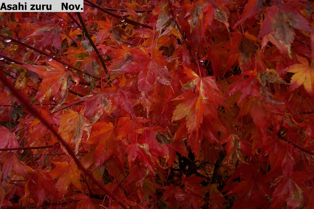 Acer palmatum 'Asahi zuru'