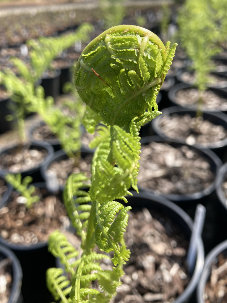 Athyrium filix-femina