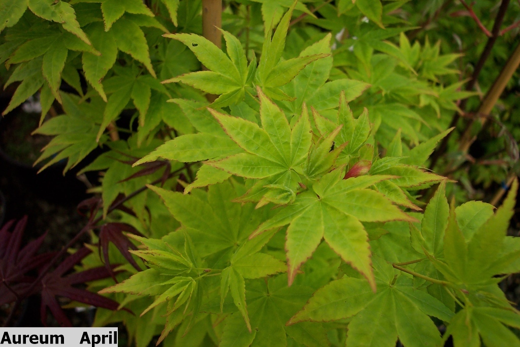 Acer palmatum 'Aureum'