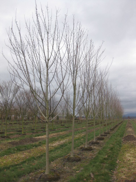 Acer x freemanii 'Jeffersred'