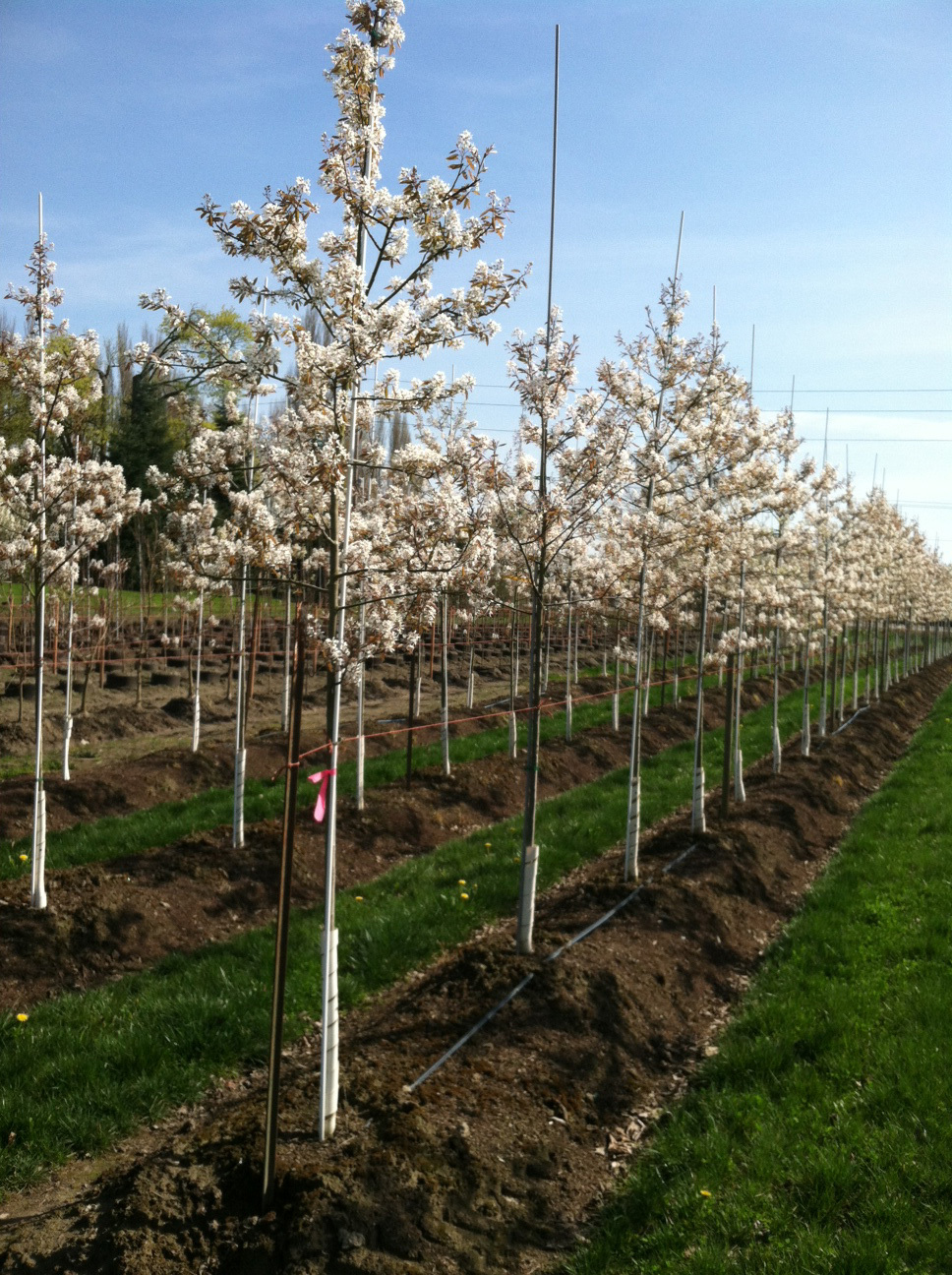 Amelanchier x grandiflora 'Autumn Brilliance'