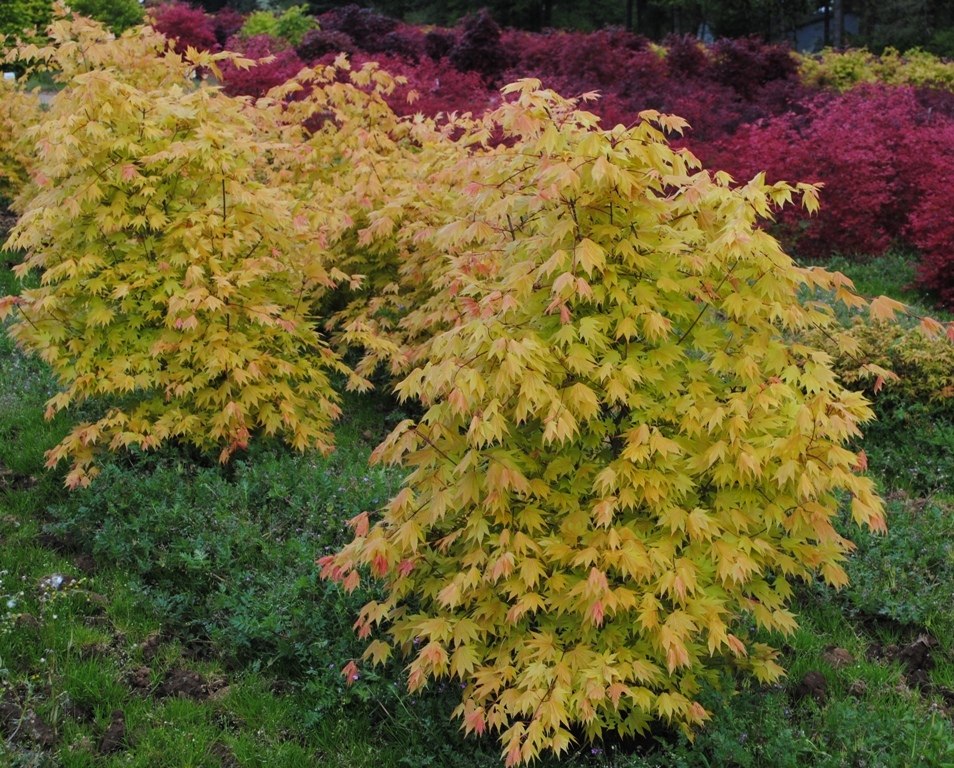 Acer shirasawanum 'Autumn Moon'
