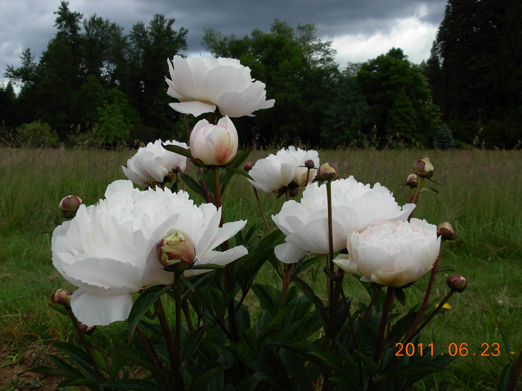 Paeonia
