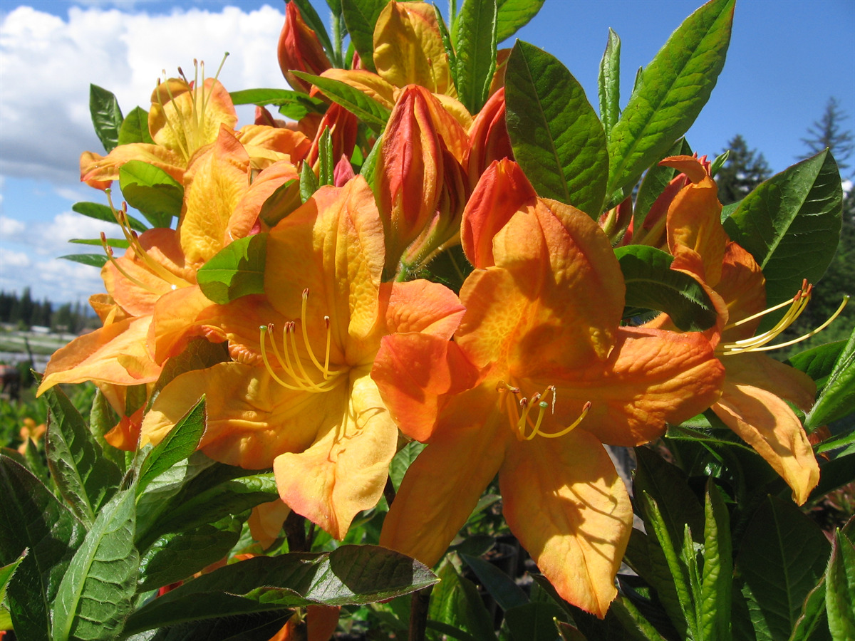 Eshraghi Nursery - Rhododendron Exbury Hybrid Azalea