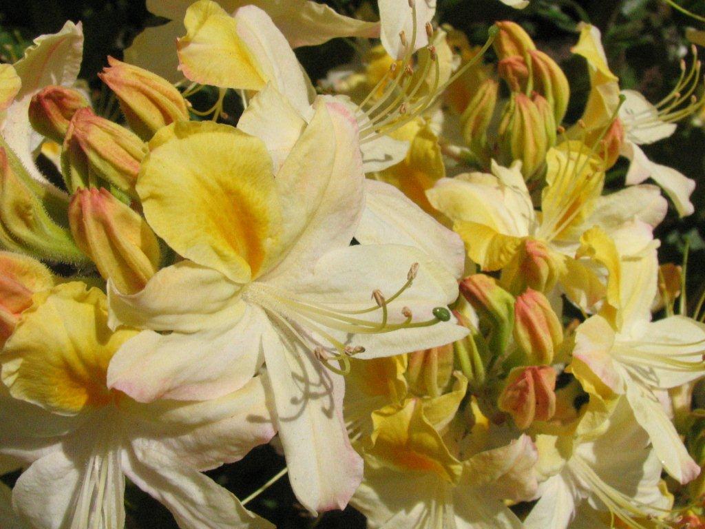 Rhododendron 'Northern Hi-Light'