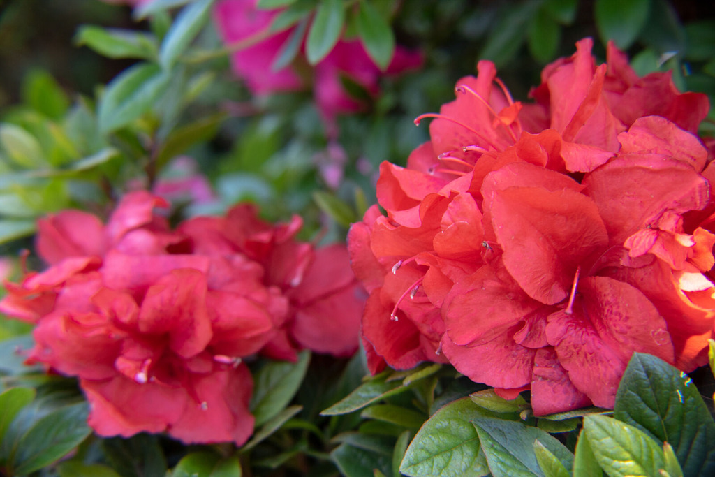 Ever After™ Ruby Reblooming Azalea
