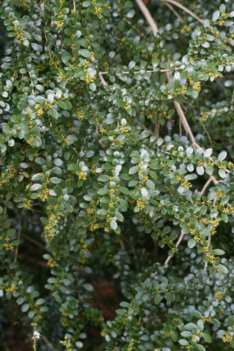 Azara microphylla