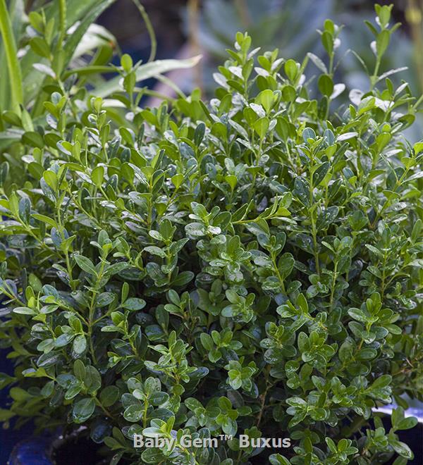Baby Gem™ Boxwood 