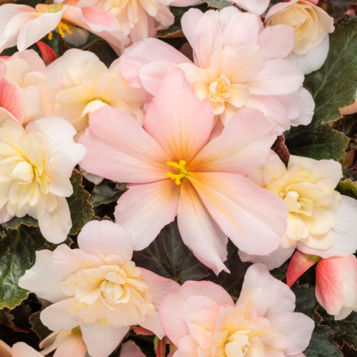 Double Delight® Appleblossom Begonia