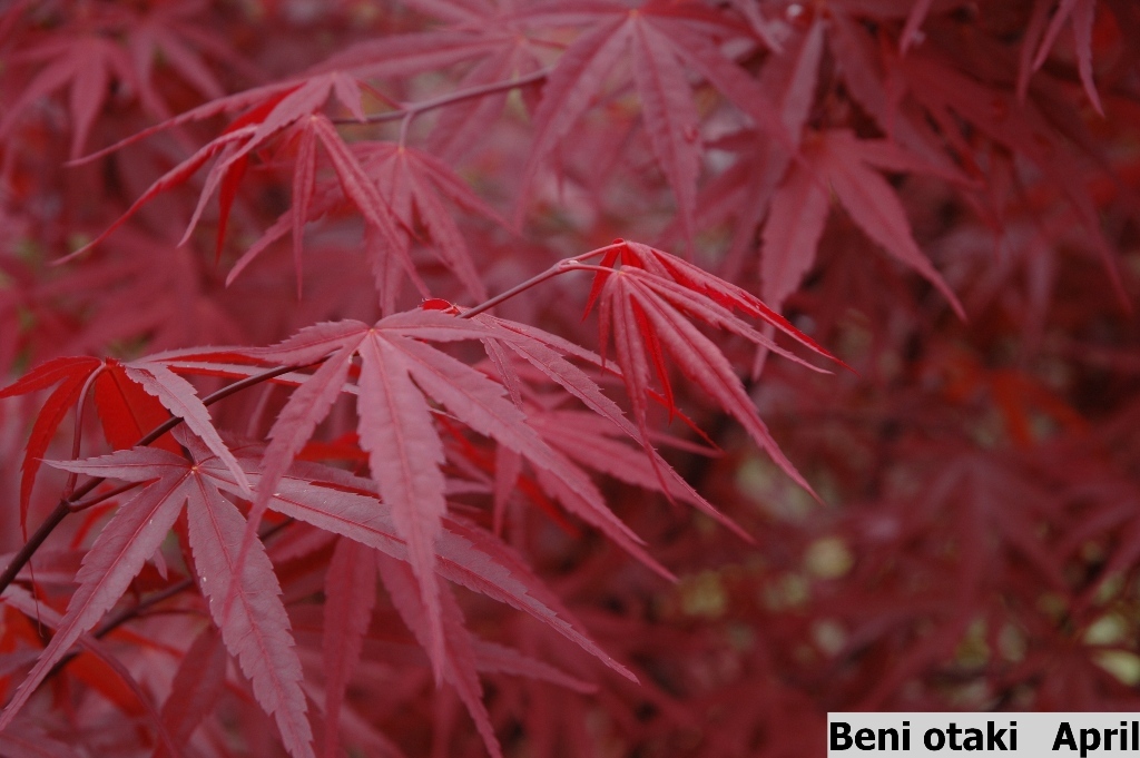 Acer palmatum 'Beni Otake'