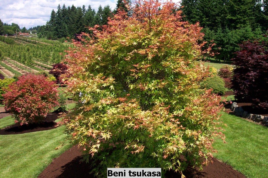 Acer palmatum 'Beni tsukasa'
