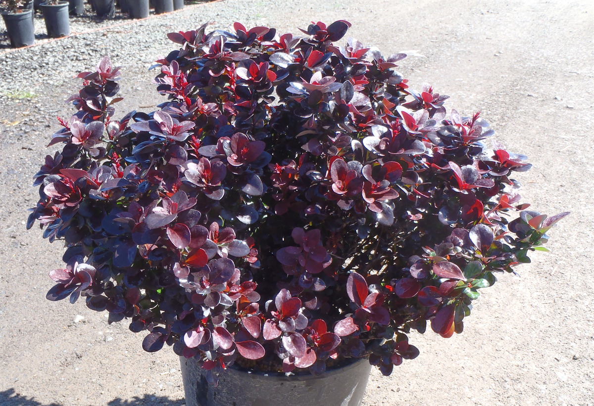 Berberis thunbergii 'Concord'