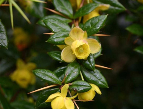 Berberis verruculosa
