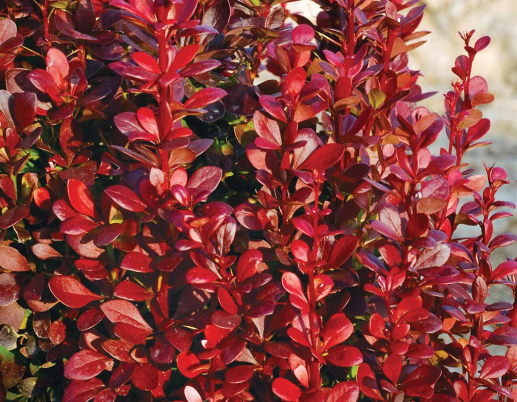 Red Torch Barberry