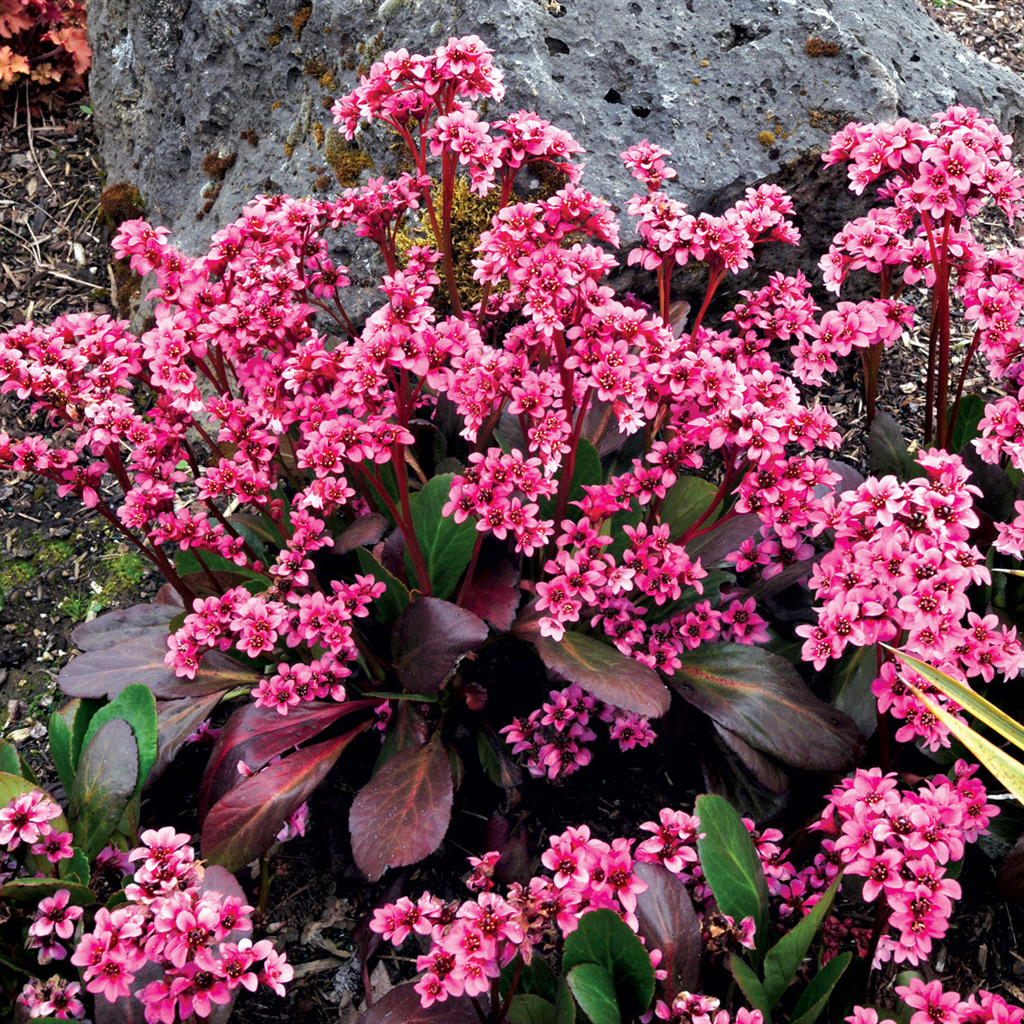 Pink Dragonfly Bergenia