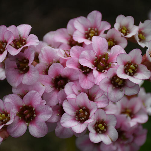 Peppermint Patty Heartleaf Bergenia, Pigsqueak