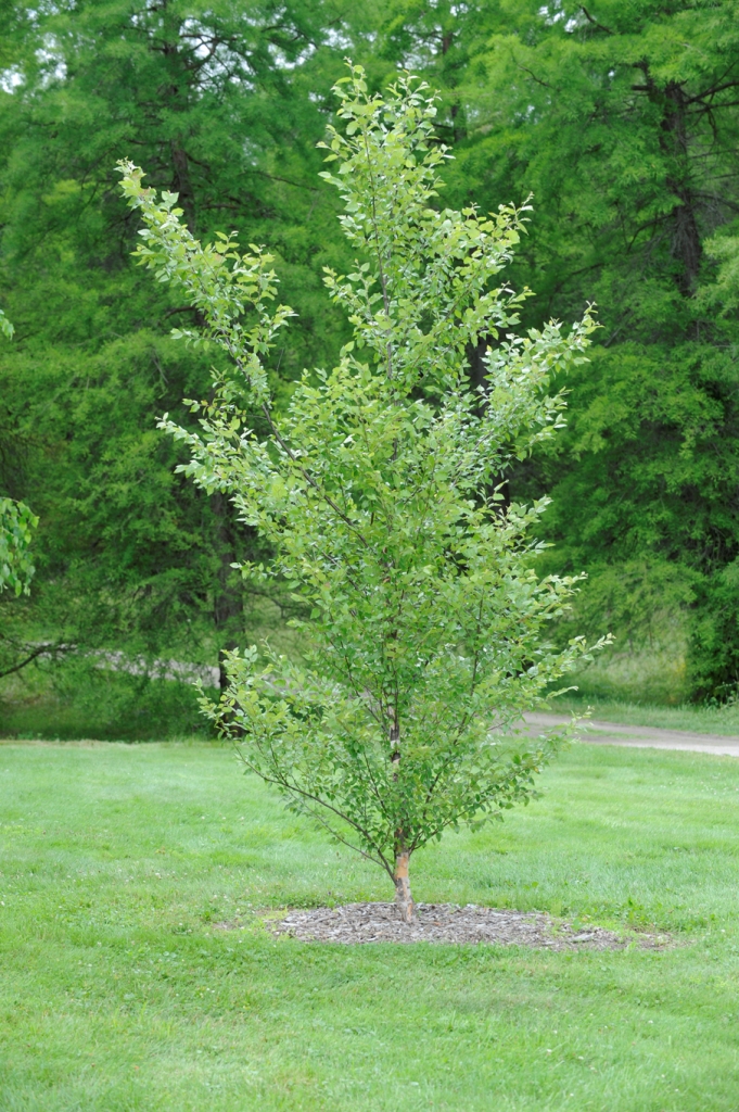 Betula nigra 'BNMTF'