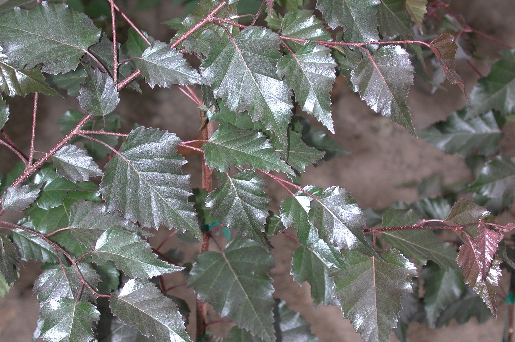 Betula x 'Royal Frost'