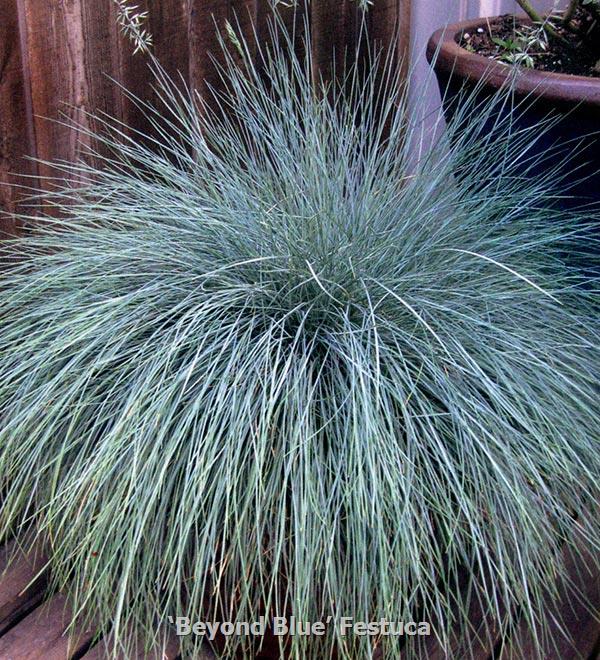 Beyond Blue™ Festuca 