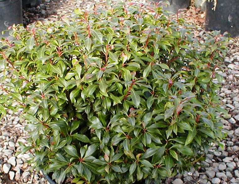 Bisbee's Dwarf Pieris