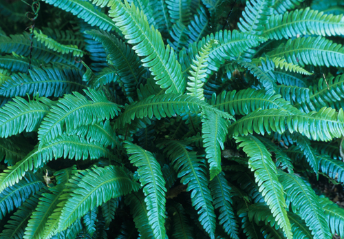 Blechnum spicant