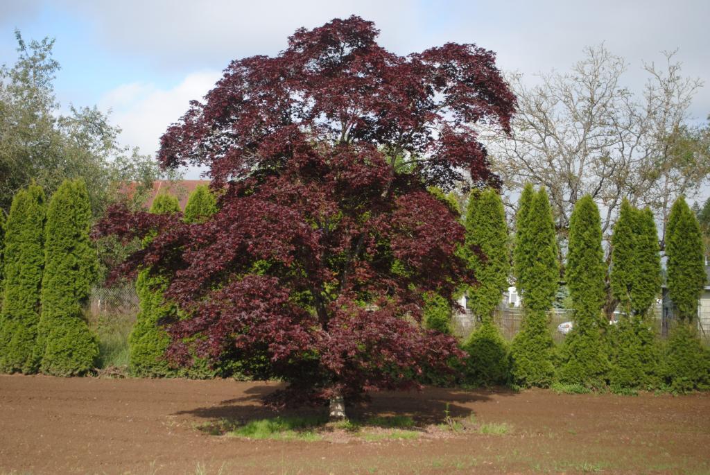 Acer palmatum 'Bloodgood'